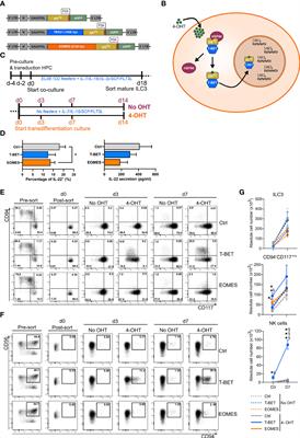 T-BET drives the conversion of human type 3 innate lymphoid cells into functional NK cells